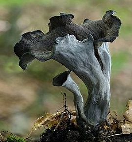 Craterellus cornucopioides